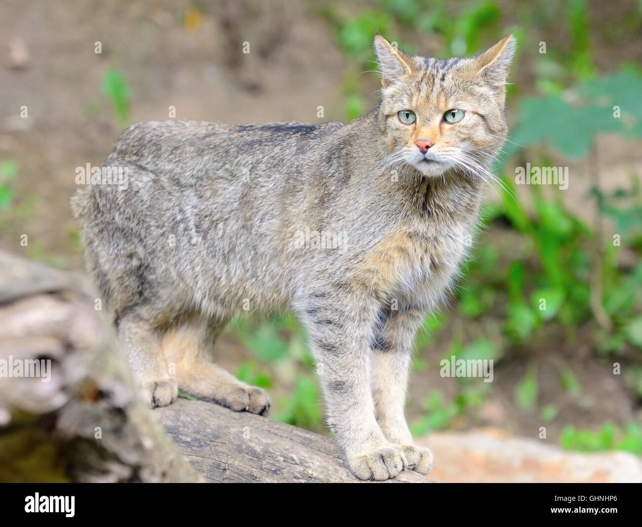 Gato Montés europeo con nombre latino Felis silvestris silvestris  Fotografía de stock - Alamy