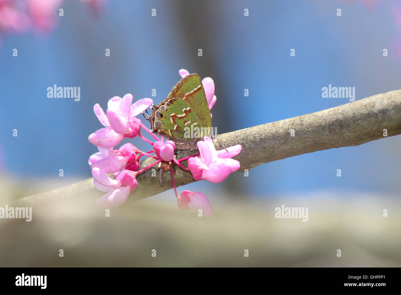 Un Enebro Eumaeini (Callophrys) nectaring gryneus oriental ciclamor (Cercis canadensis), Indiana, Estados Unidos Foto de stock