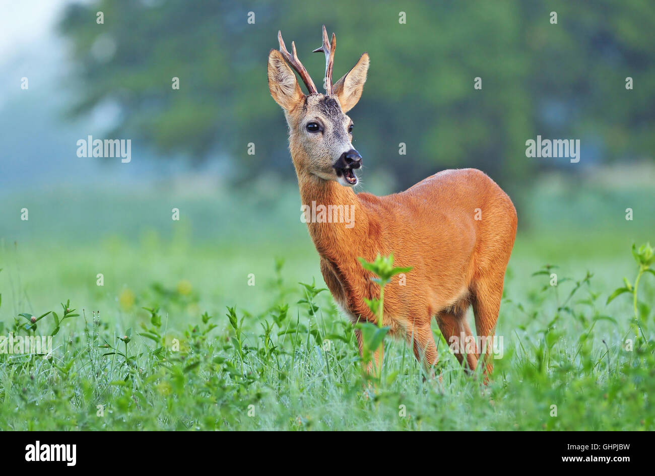 Wild corzo (Capreolus capreolus) de pie en un campo Foto de stock