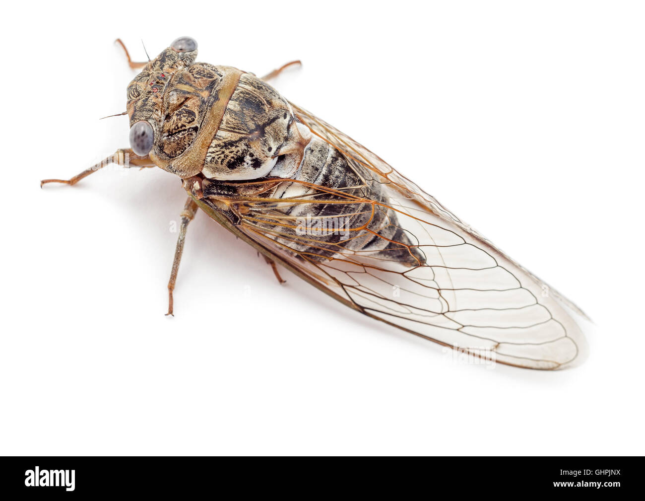 Cicada aislado sobre fondo blanco. Foto de estudio, vista superior