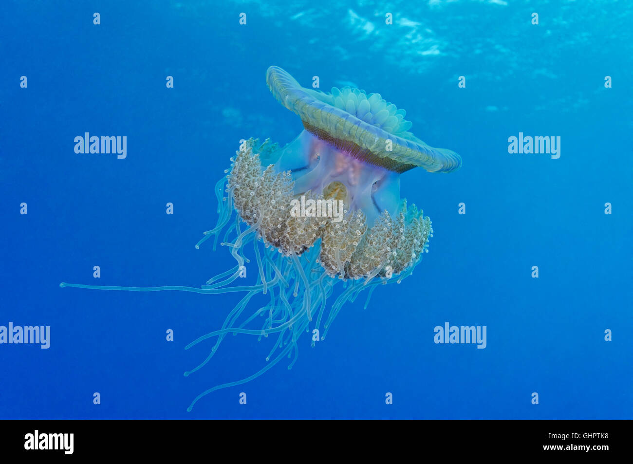 Netrostoma setouchianum Corona, medusas, hermanito, Hermano Islas, Hermanos, Mar Rojo, Egipto, África Foto de stock