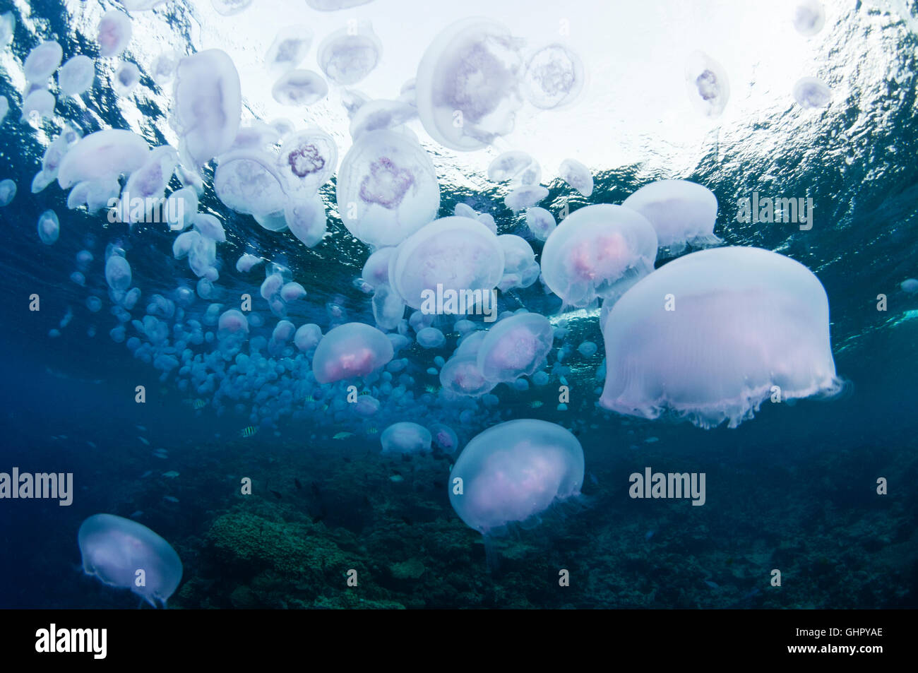 Aurelia aurita, gran grupo de luna jelly, medusas, Arrecife Paraíso, Mar Rojo, Egipto, África Foto de stock