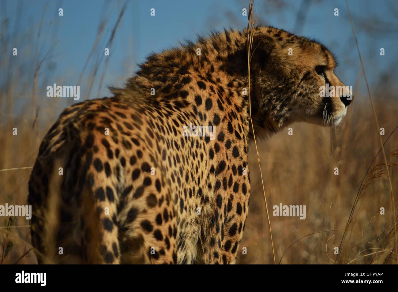 Casi 4 años de guepardo macho buscando oportunidades. Foto de stock