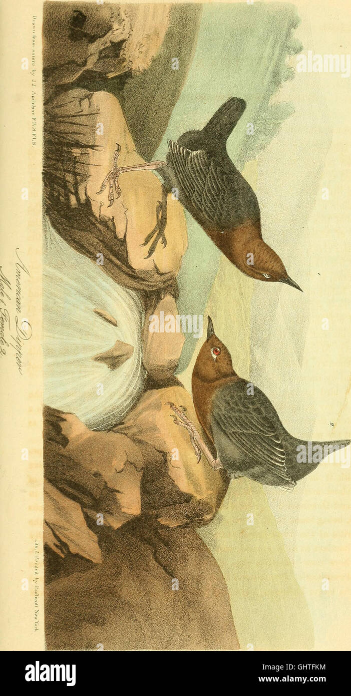 Los pájaros de América a partir de los dibujos realizados en los