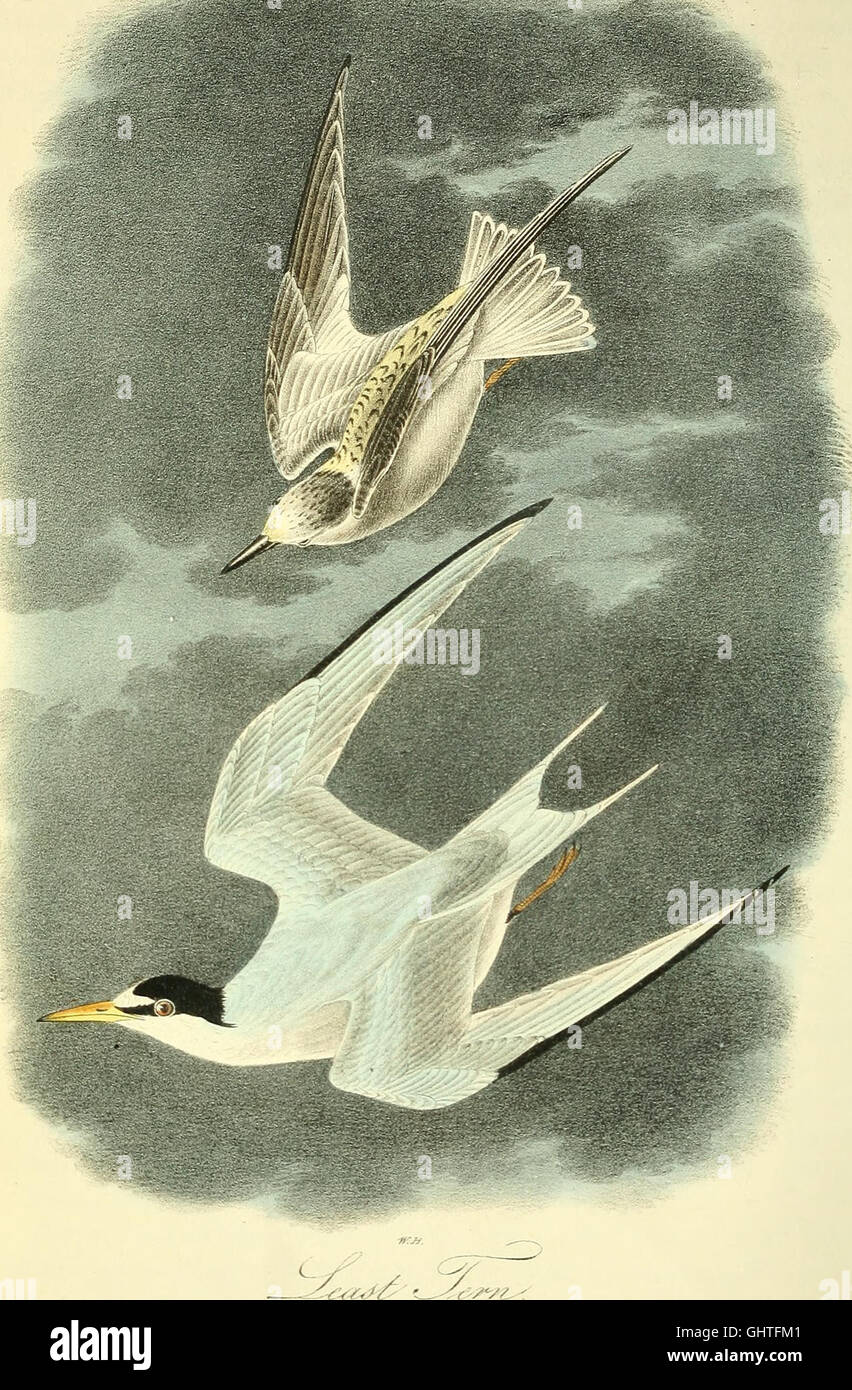 Los pájaros de América a partir de los dibujos realizados en los