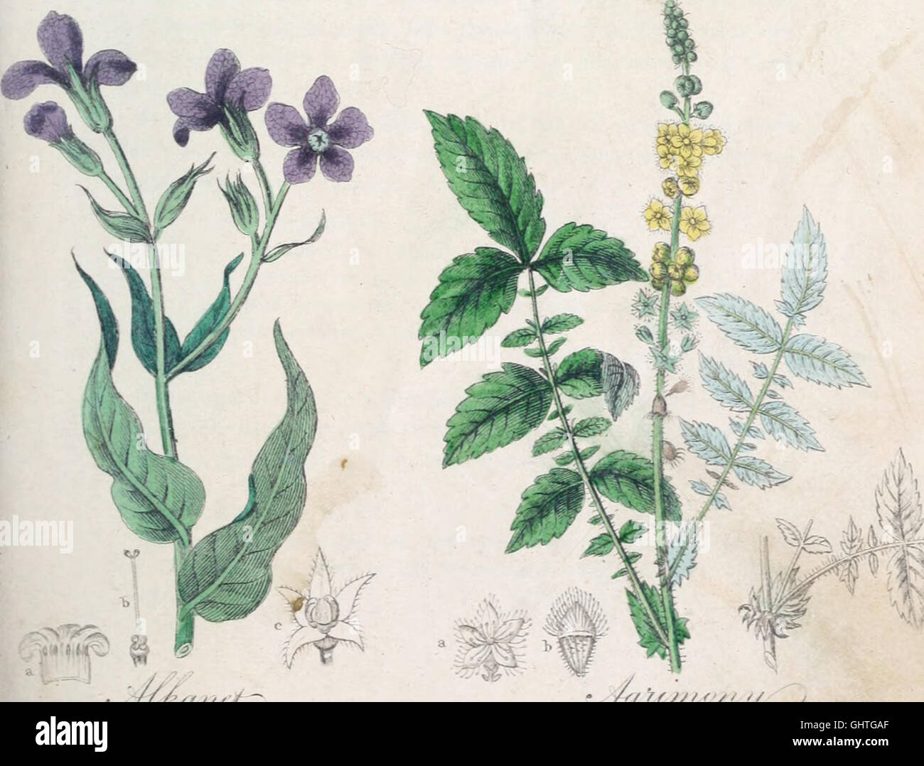 Los británicos flora medica, o Historia de las plantas medicinales de Gran  Bretaña (1838 Fotografía de stock - Alamy