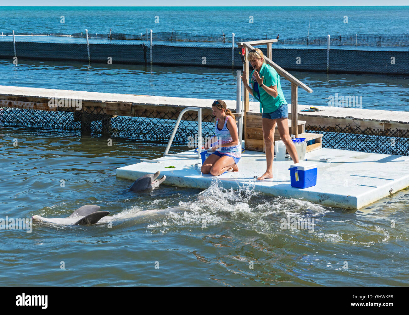 Los Cayos de Florida, Grassy Key, el Dolphin Research Center, entrenadores de delfines Foto de stock