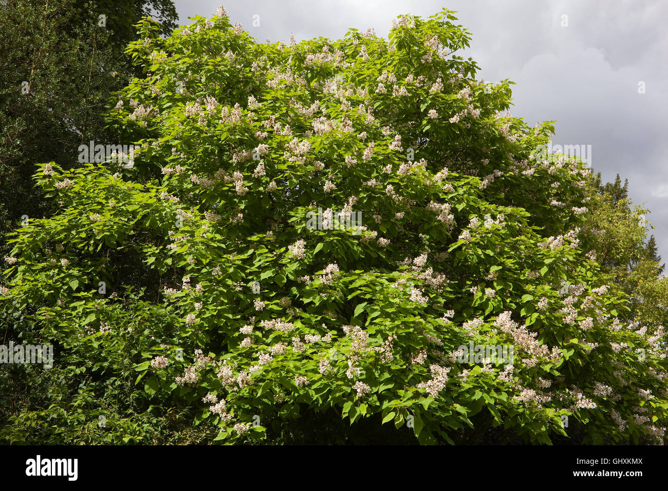 Un indio, árbol Catalpa bignonioides bean, en plena flor bajo un cielo nublado en verano. Foto de stock