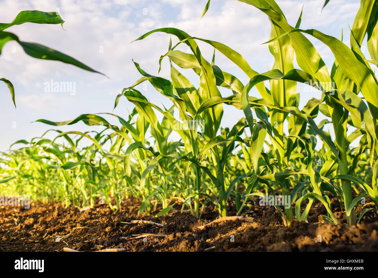 Amanecer en el campo de maíz Foto de stock