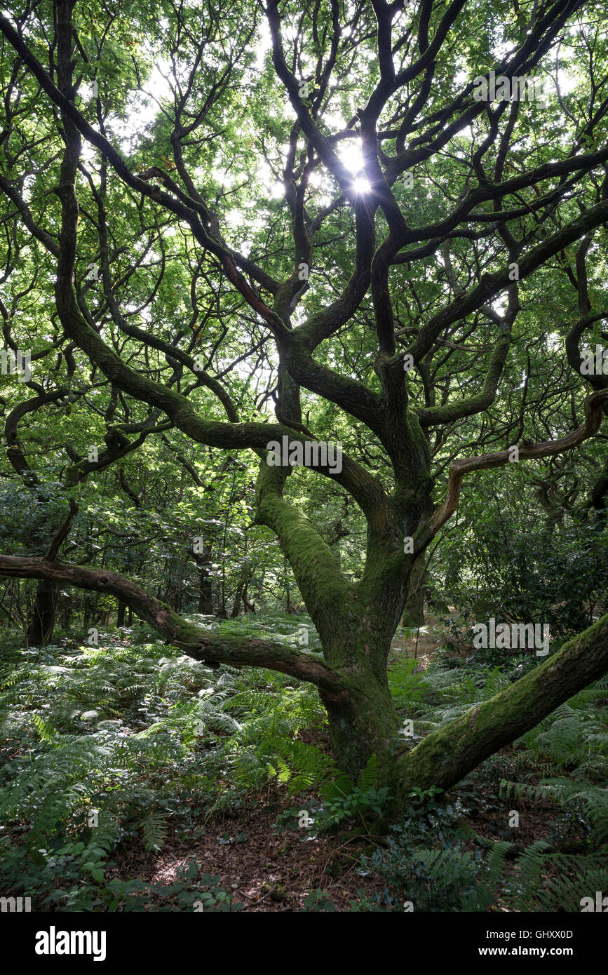 Characterful English Oak árboles en bosques en un medio día de verano. Foto de stock