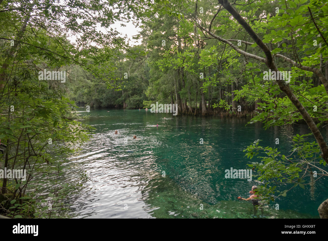 Manantial de agua dulce y los cipreses en Manatí, Chiefland Springs State Park, Florida Foto de stock