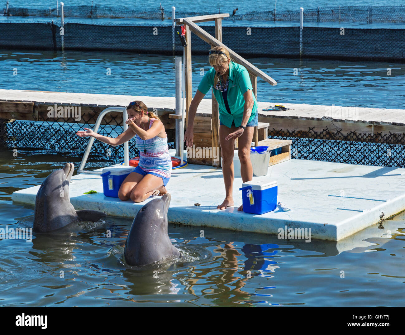 Los Cayos de Florida, Grassy Key, el Dolphin Research Center, entrenadores de delfines Foto de stock