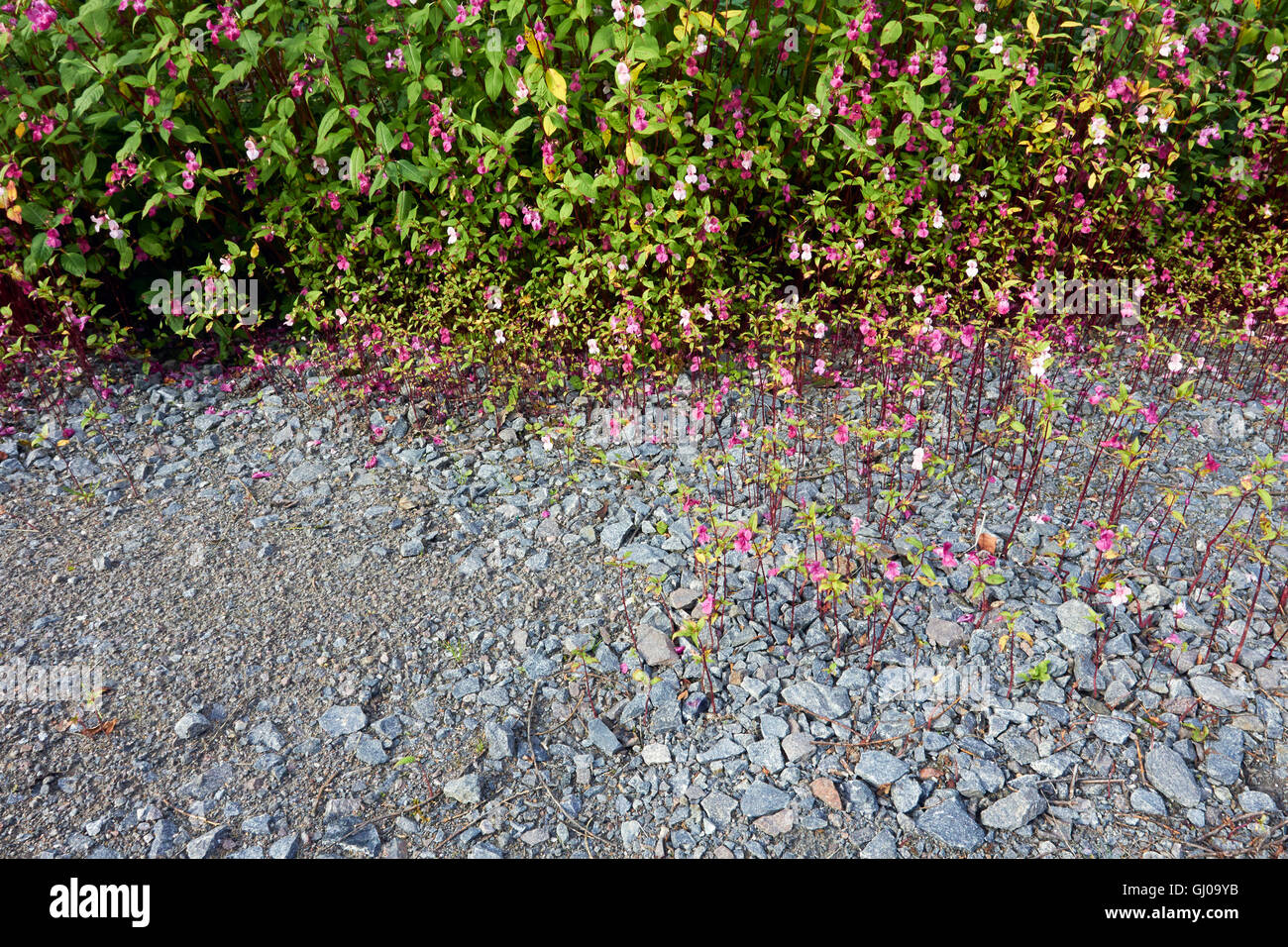 Impatiens glandulifera, Bálsamo del Himalaya flores Foto de stock