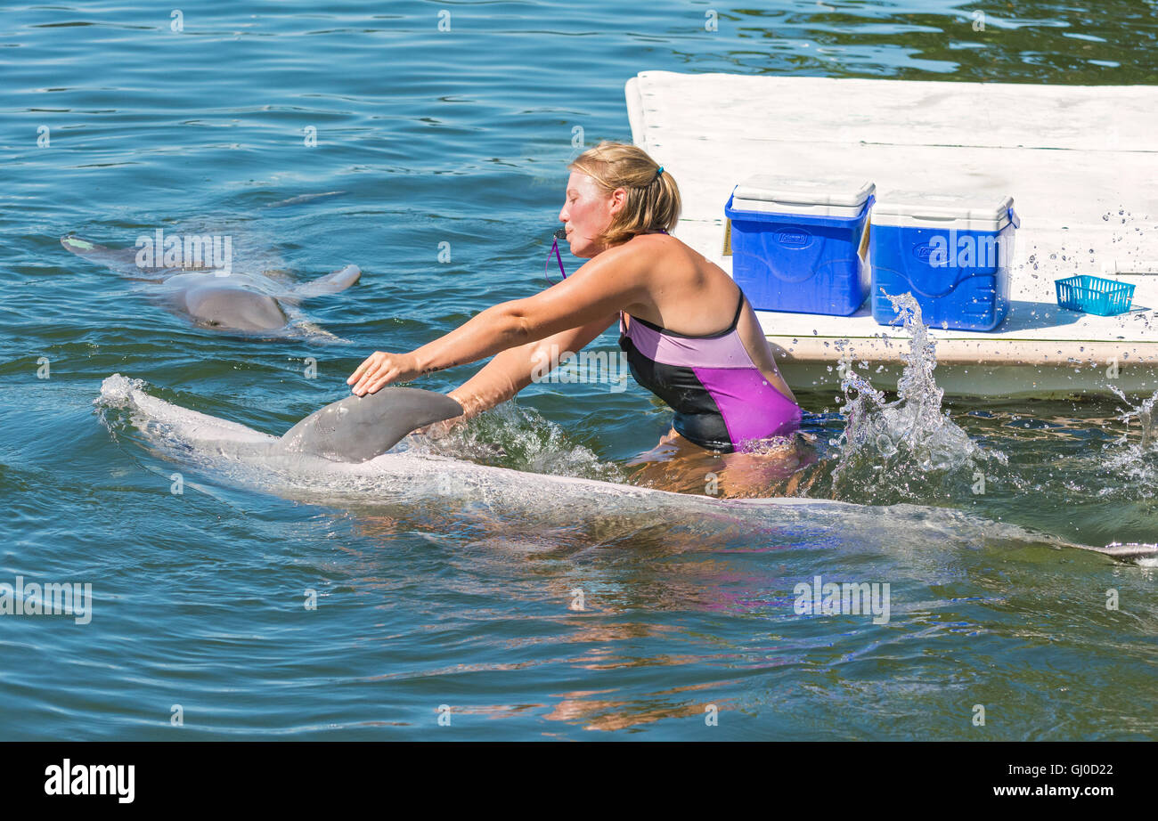 Los Cayos de Florida, Grassy Key, el Dolphin Research Center, entrenador de delfines Foto de stock