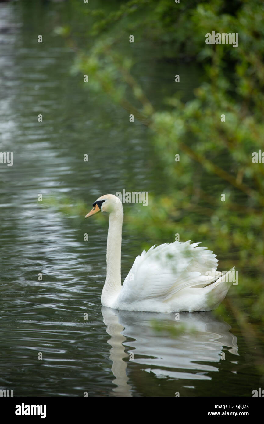 Swan en Belnheim Park, Oxford, Inglaterra Foto de stock
