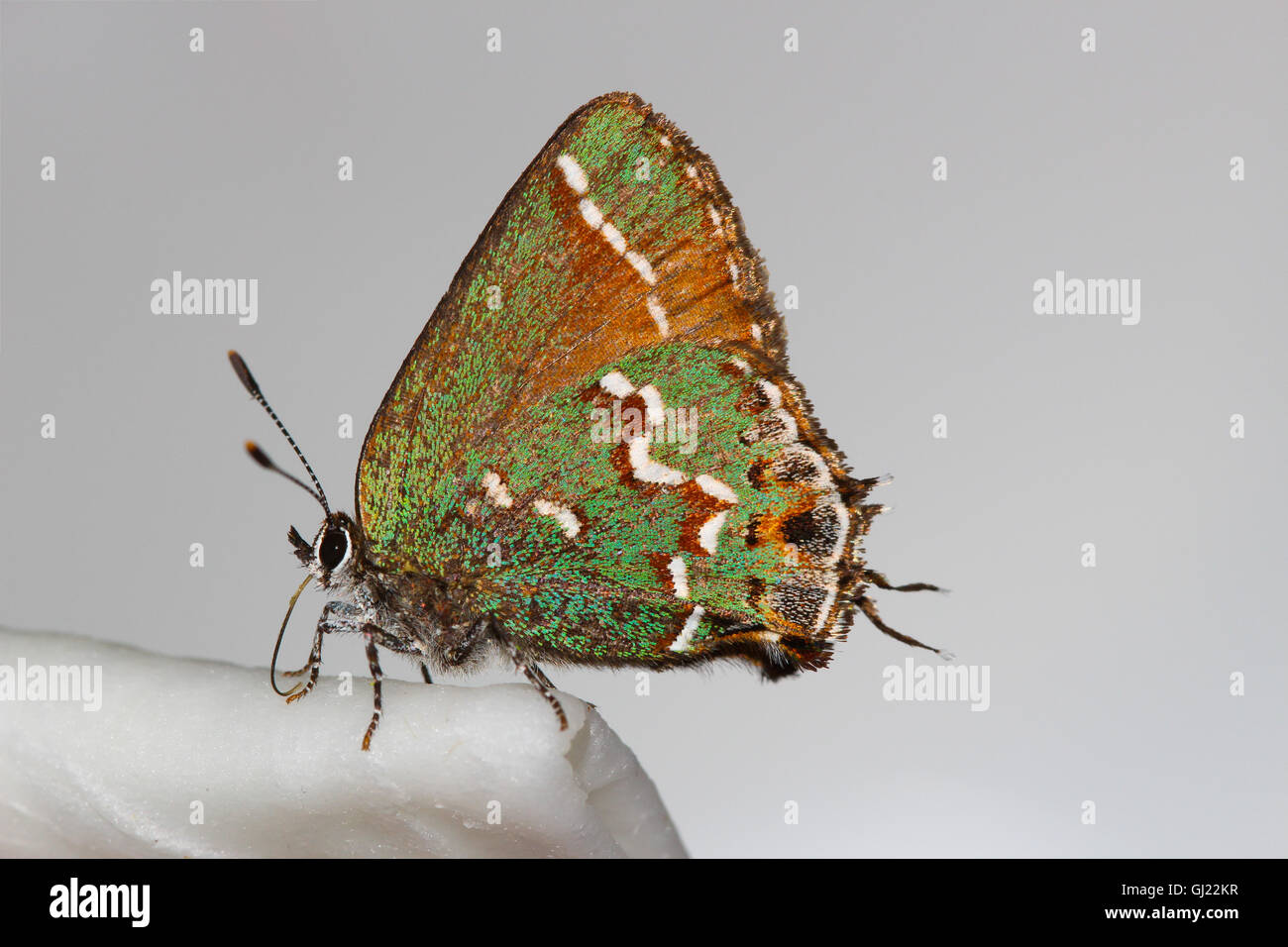Una hembra nectaring Juniper Hairstreak (Callophrys gryneus), Indiana, Estados Unidos Foto de stock
