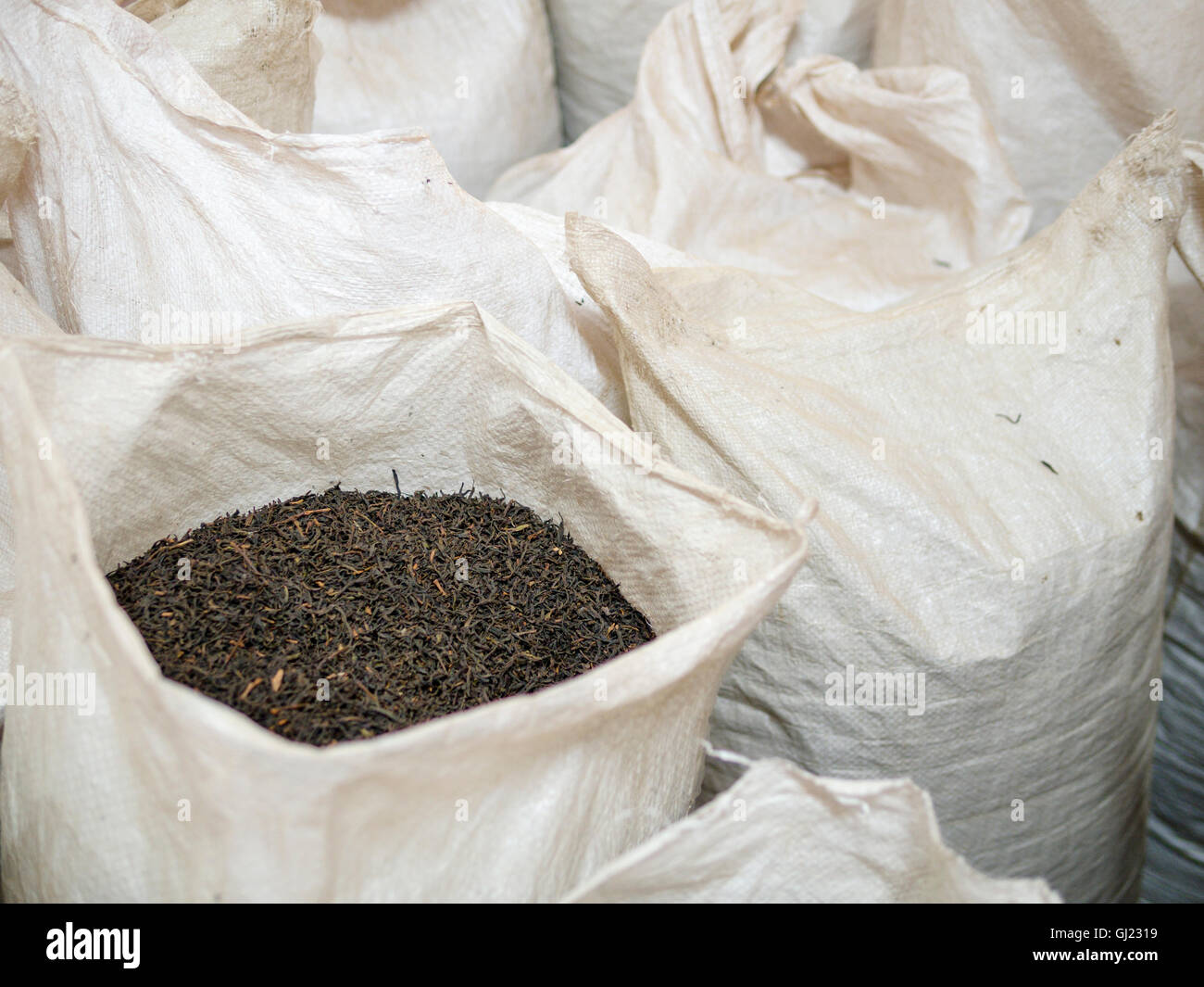 Bolsas de té negro esperan ordenar . Bolsas de plástico tejida de té negro  esperan a la clasificación y empaquetado en la fábrica de plantación  Fotografía de stock - Alamy