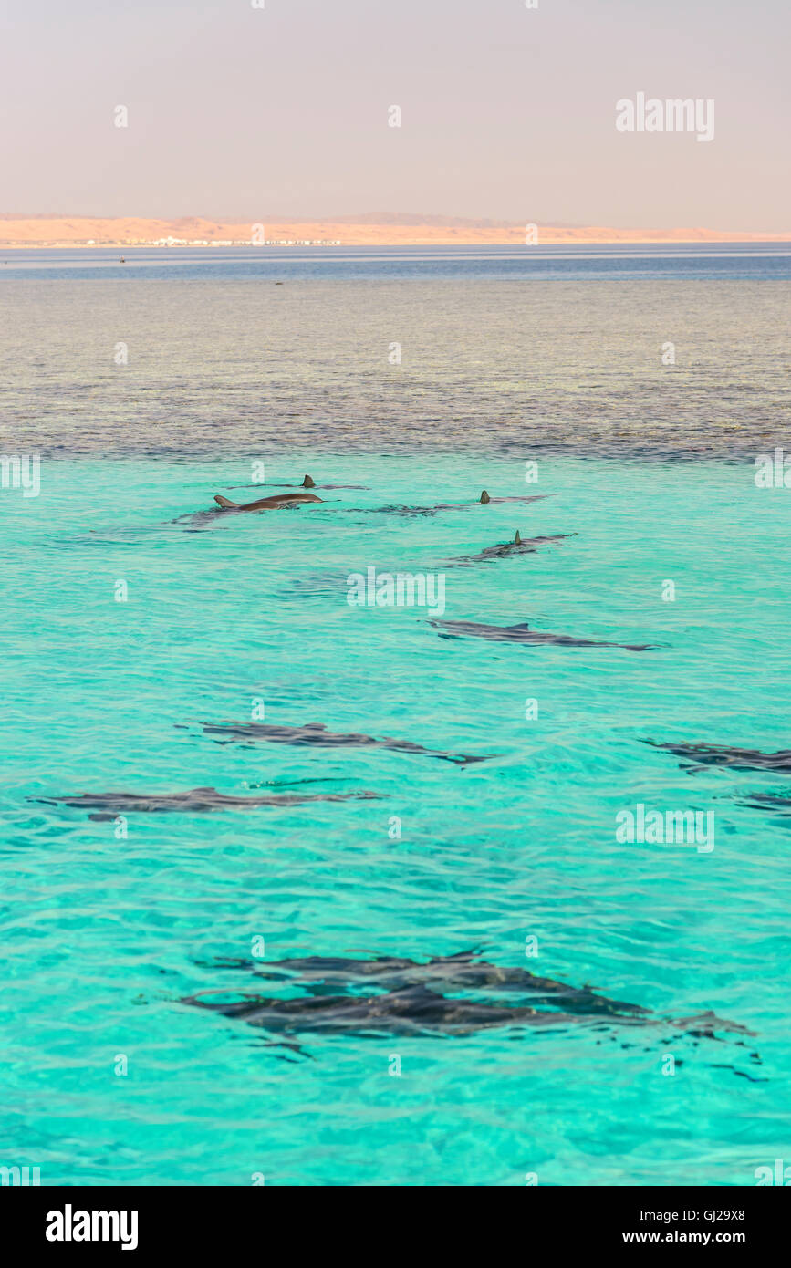 Stenella longirostris, escuela de larga snouted Delfines en una laguna, Marsa Alam, Wadi Gimal, Marsa Alam, Mar Rojo, Egipto Foto de stock