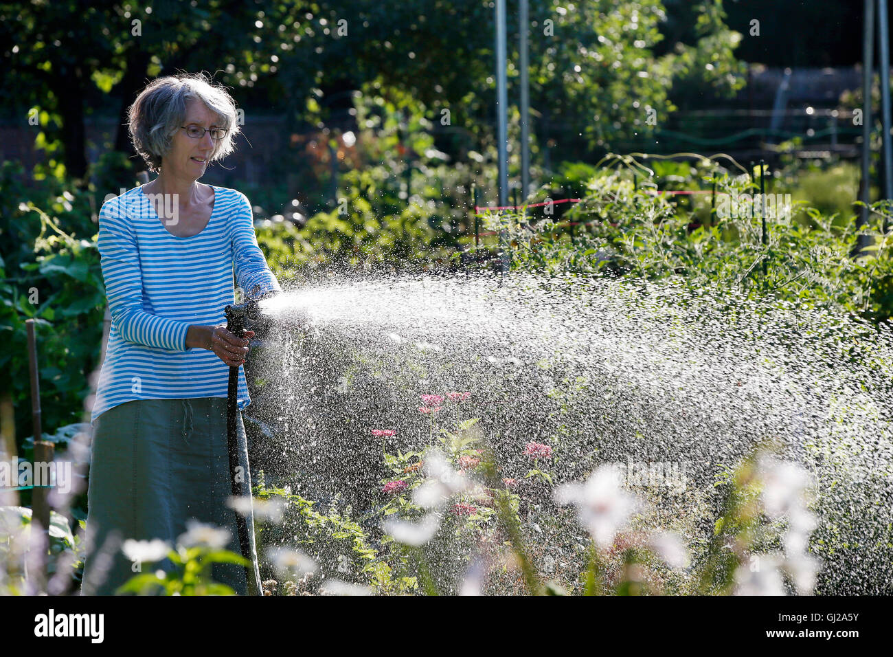Mujer regar un jardín Foto de stock