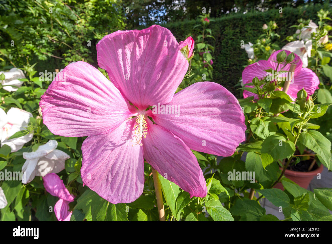 Hibiscus moscheutos, pantano rosa-malva, planta con flores grandes Foto de stock