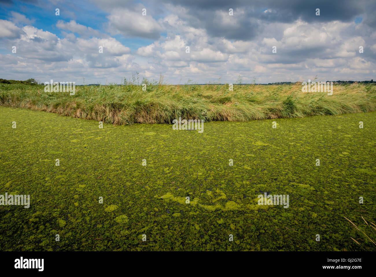 El alga verde que cubre una hidrovía Suffolk, hambrienta de oxígeno Foto de stock