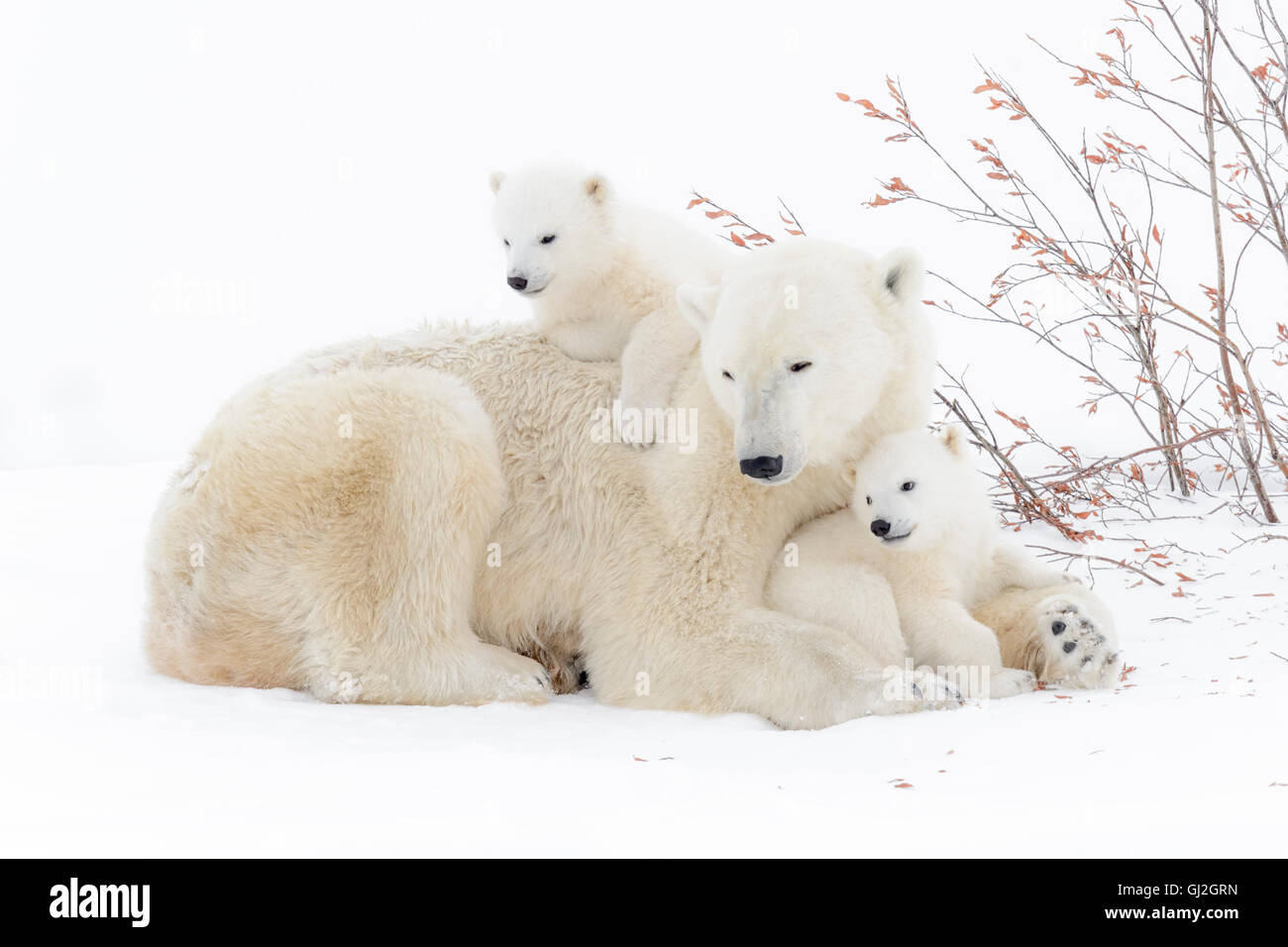 El oso polar (Ursus maritimus) madre acostado con dos cachorros jugando, Parque Nacional Wapusk, Manitoba, Canadá Foto de stock