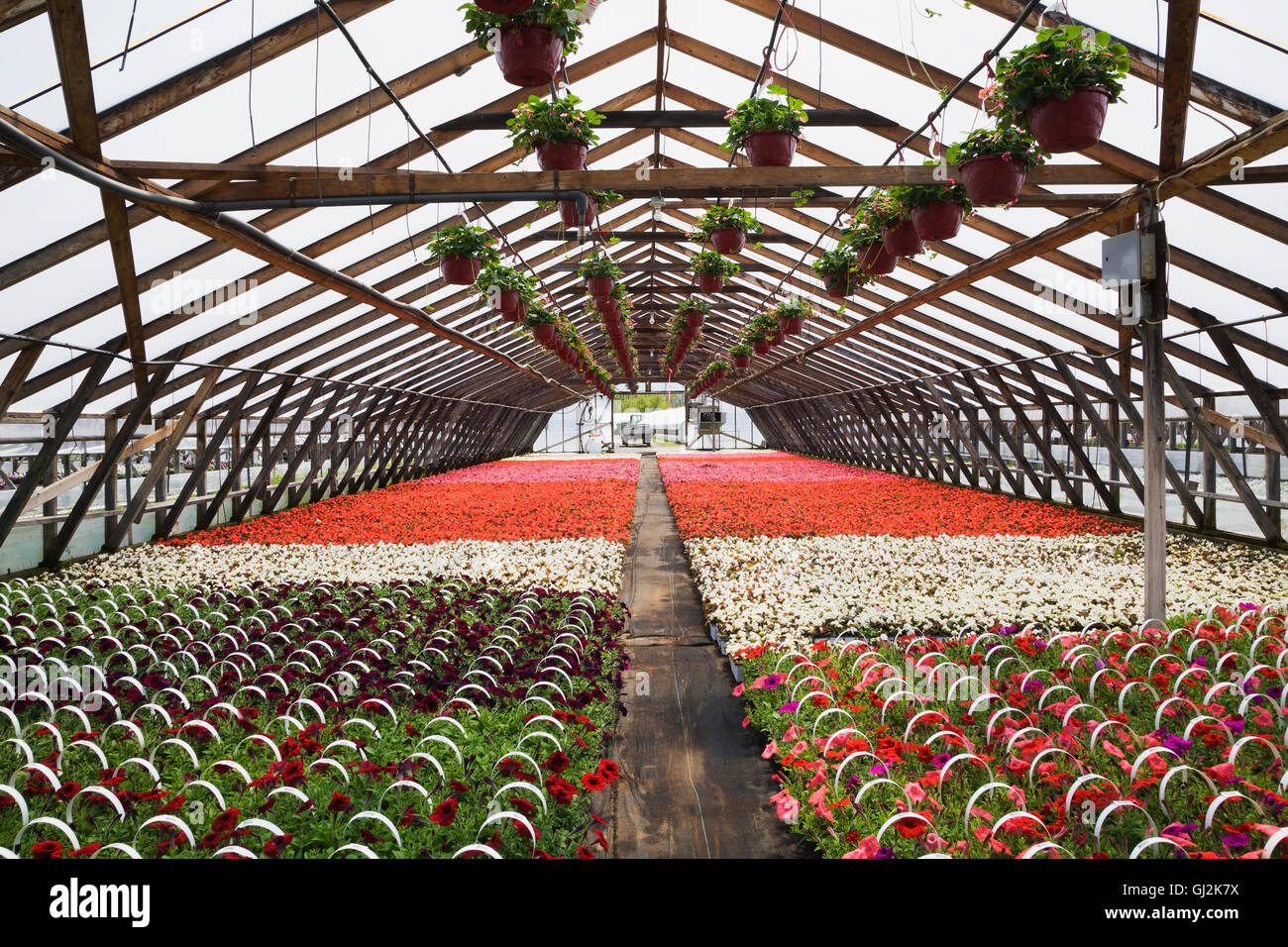 Invernadero comercial con flores rosas en cestas colgantes y Petunias y Begonias en contenedores Foto de stock