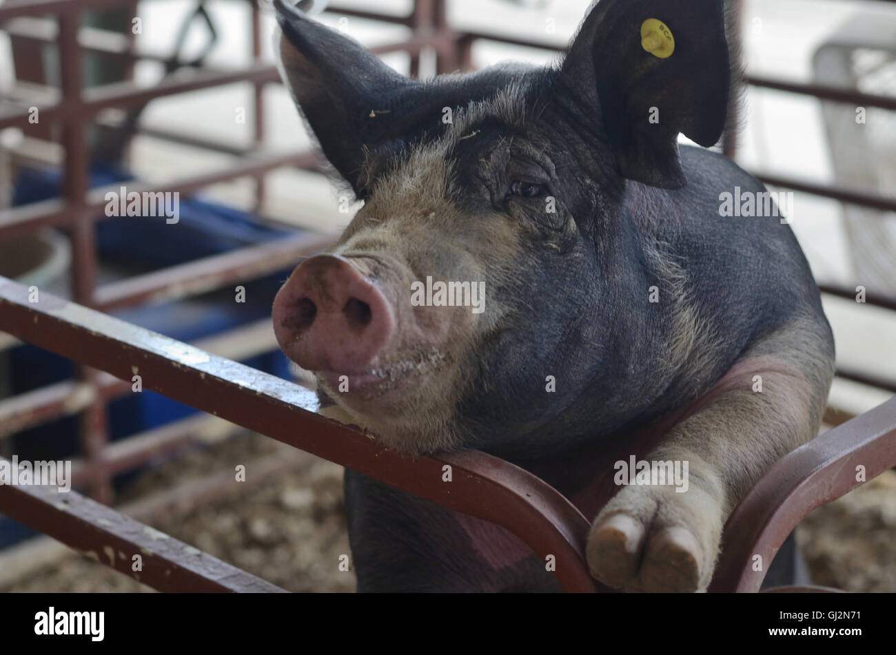Cerdo en la feria del condado de Boulder en Longmont, Colorado Fotografía  de stock - Alamy