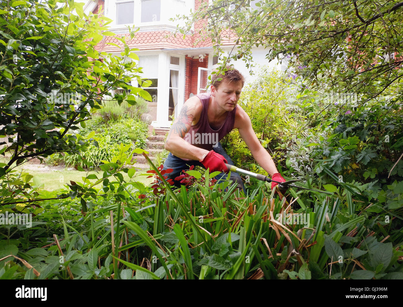 Hombre maduro, jardinería, utilizando tijeras de podar Foto de stock