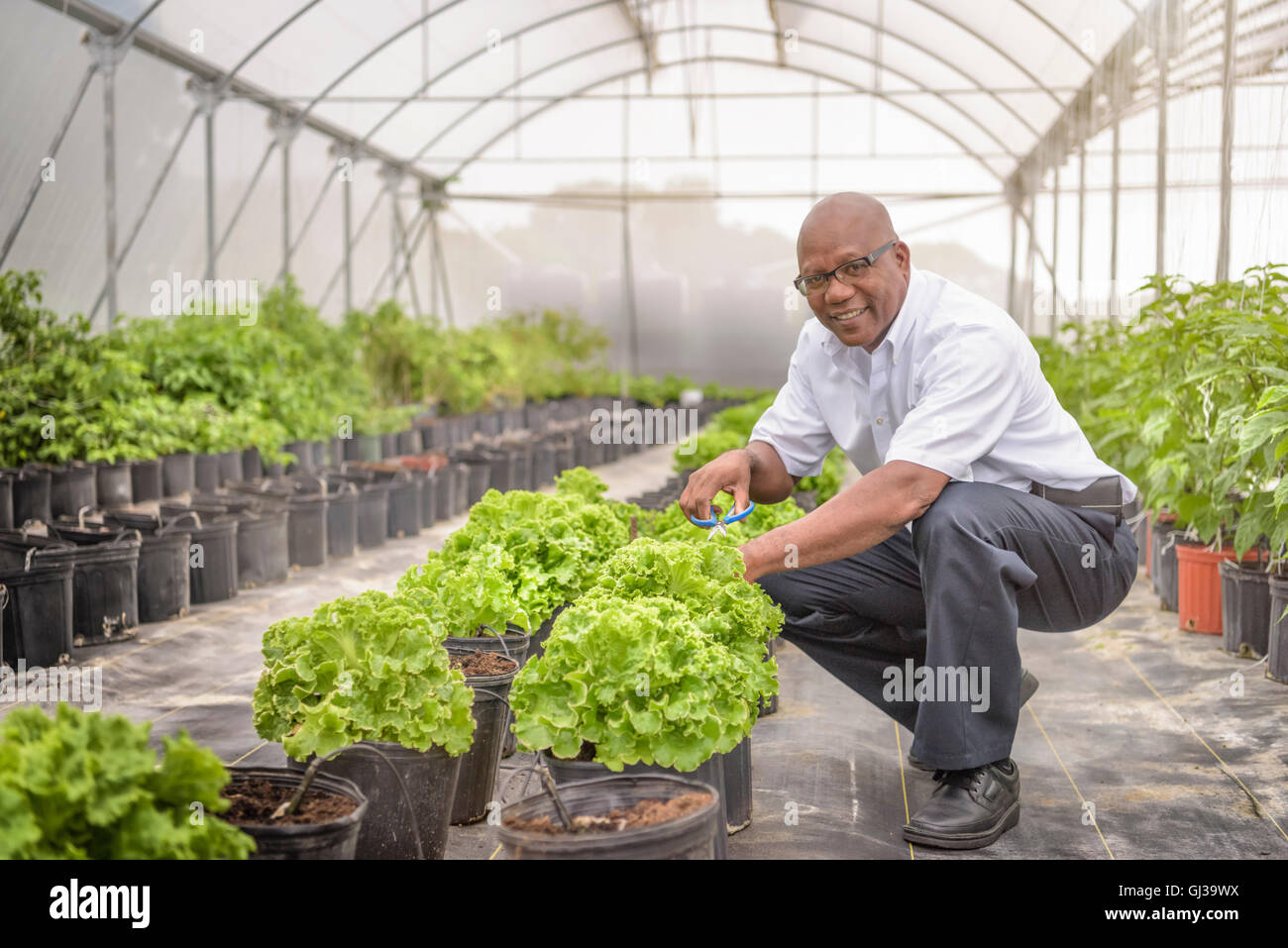 Retrato de manager en la granja hidropónica en Nevis, West Indies Foto de stock