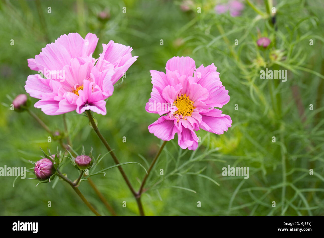 Cosmos bipinnatus 'Doble clic en Serie Rose Bonbon" Flores. Foto de stock