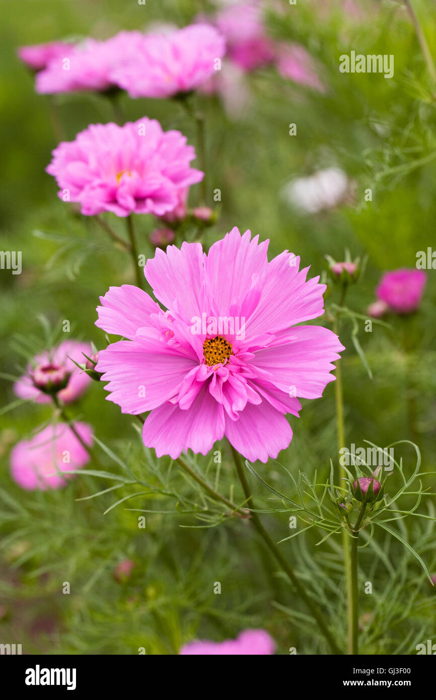 Cosmos bipinnatus 'Doble clic en Serie Rose Bonbon" Flores. Foto de stock