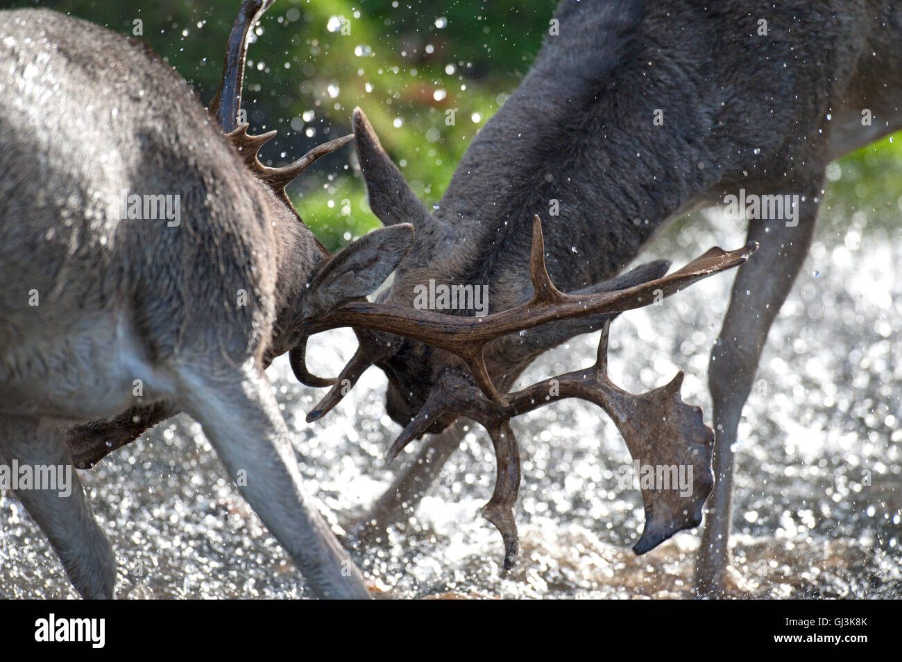 El gamo (Cervus dama). 2 machos celo - UK Foto de stock