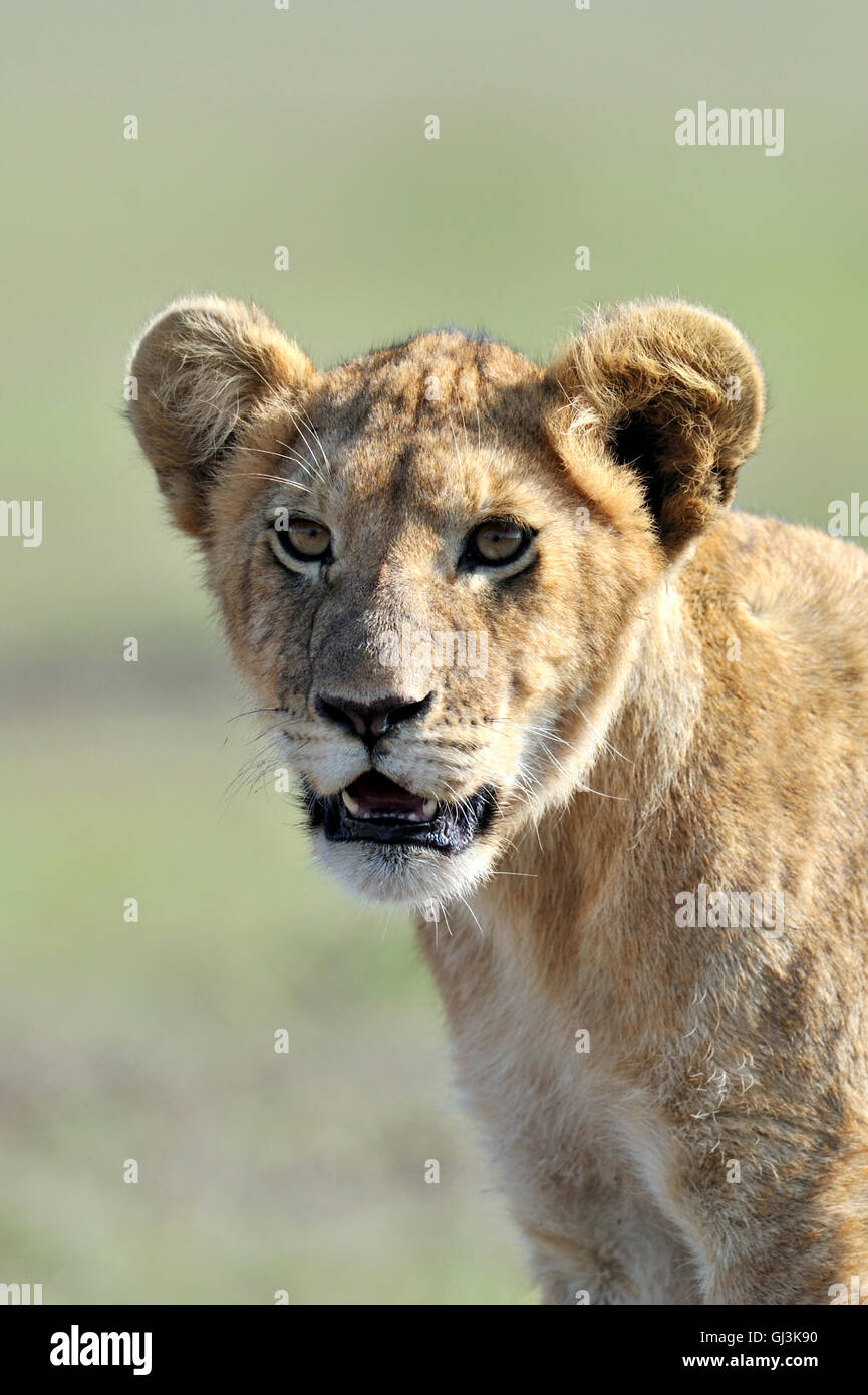 Cachorro de león (Panthera leo), Massai Mara, Kenya, Africa. Foto de stock