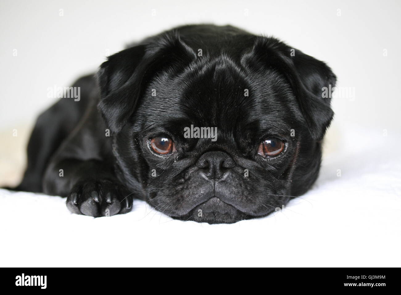 Lindo perro pug negro, 2 años pug macho Foto de stock