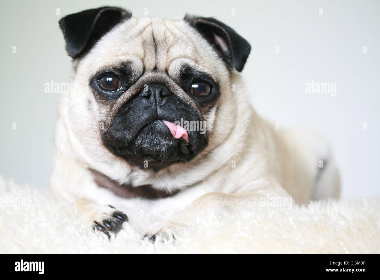 Perro pug hembra fawn con lengua fuera Foto de stock