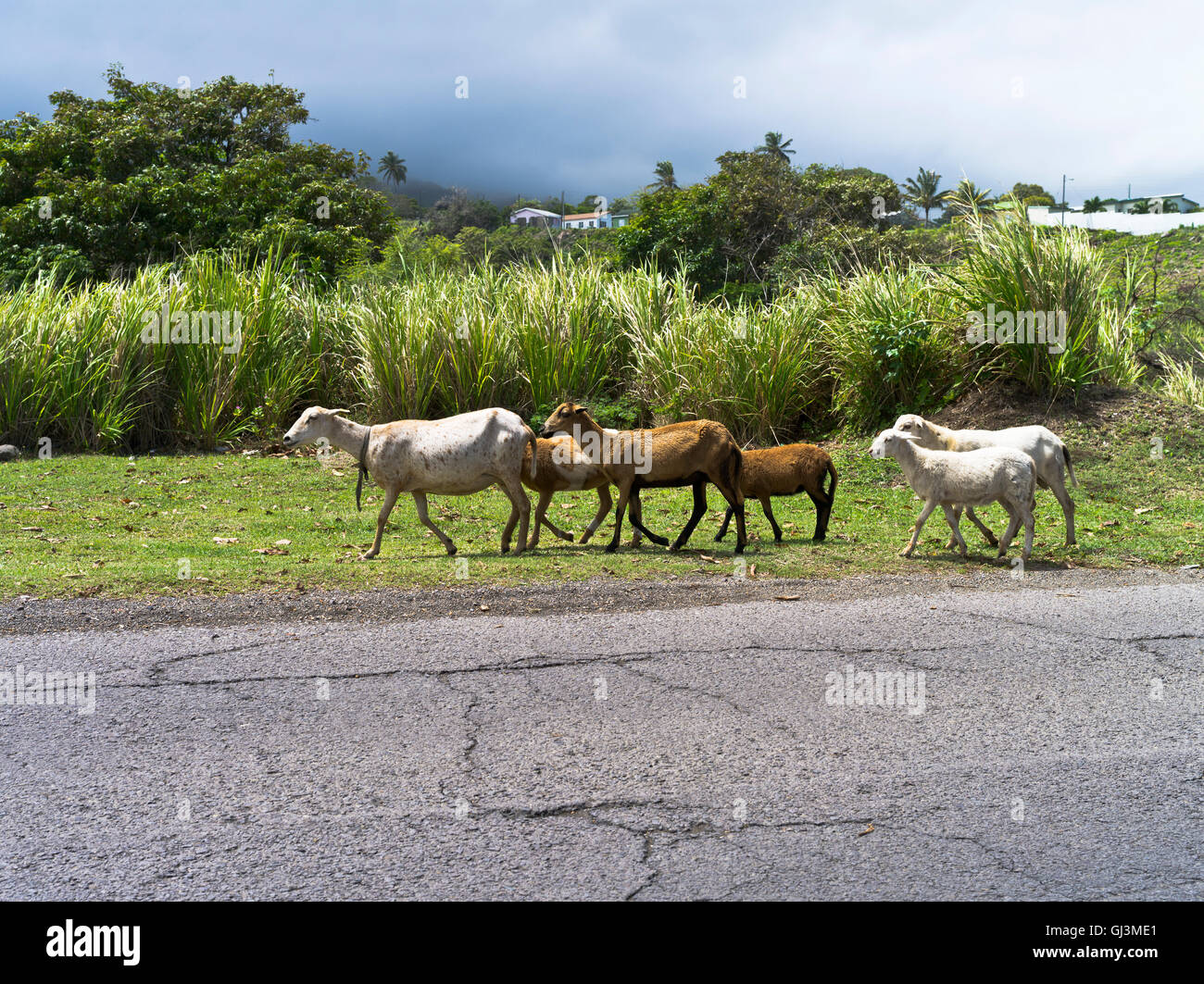 Dh St Kitts Caribe Caribe rebaño de ovejas por carretera Foto de stock