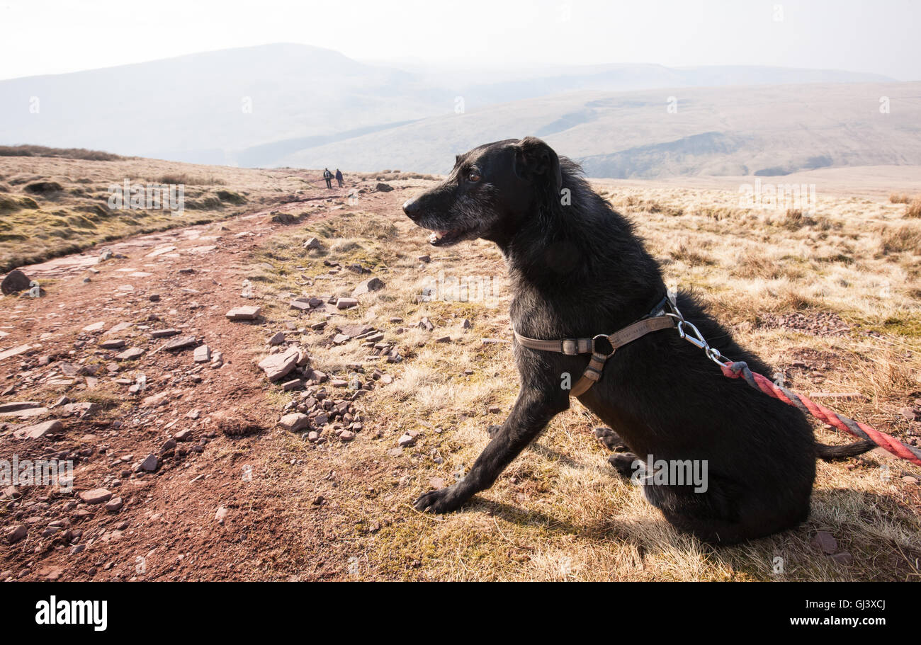 Mi perro un perro negro, el modelo publicado en la parte superior de la  pluma y ventilador de montaña.Brecon Beacon,,Balizas,Wales,Reino Unido,Pen  y Fan,senderismo Fotografía de stock - Alamy