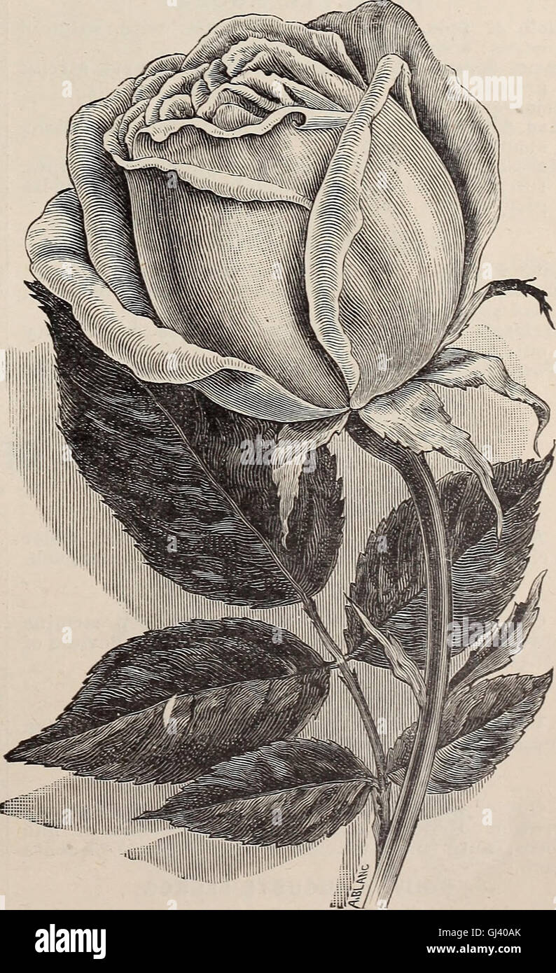 Ilustrado anual y catálogo descriptivo de nuevo, las plantas raras y hermosas (1892) Foto de stock