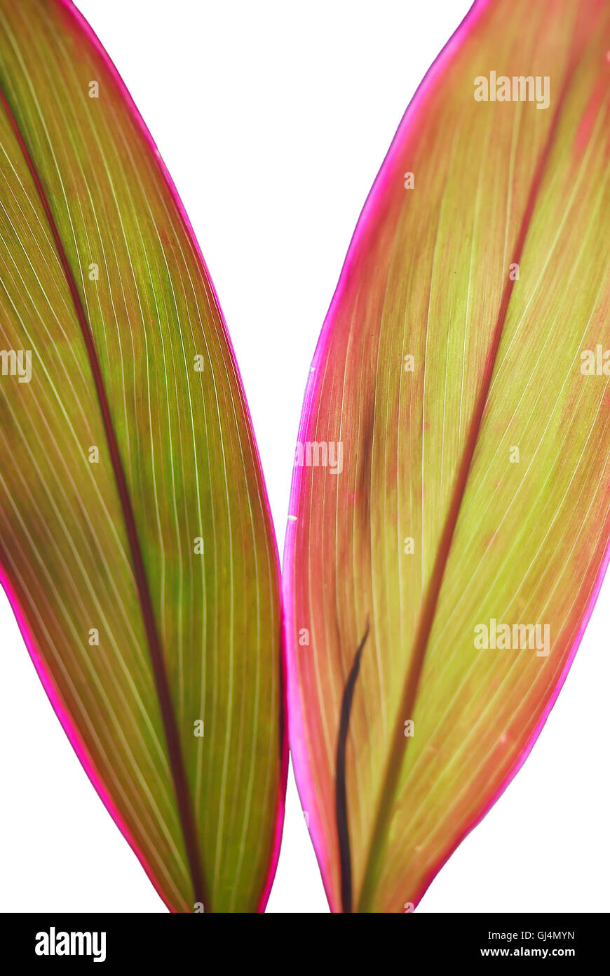 Cordyline fruticosa / Cordyline Terminalis Foto de stock