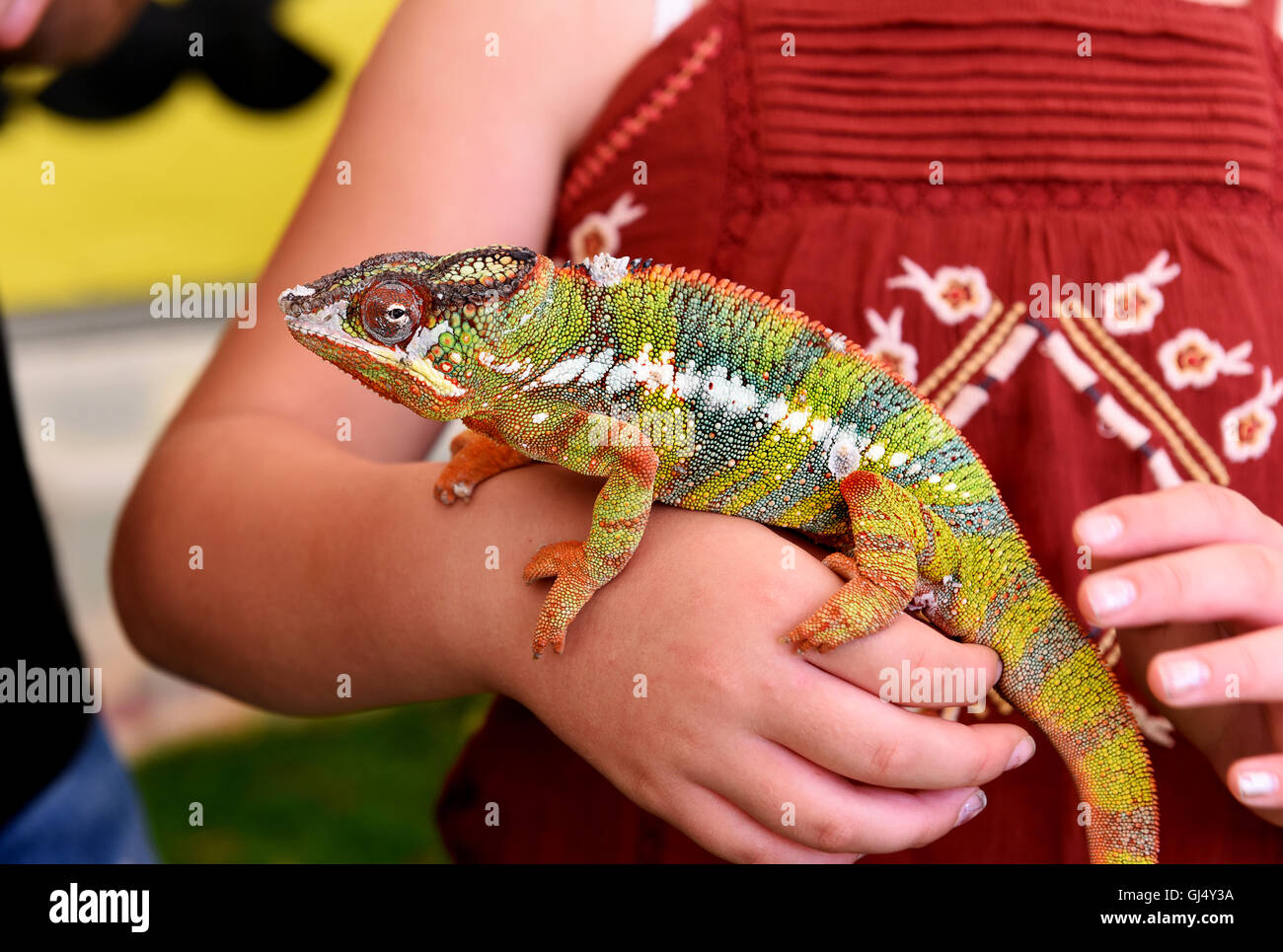 Una mascota camaleón pantera o Furcifer pardalis Foto de stock