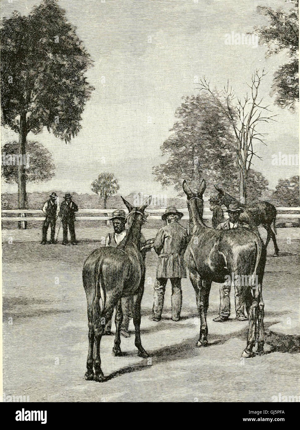 La región de pasto azul de Kentucky - y otros artículos de Kentucky (1892) Foto de stock