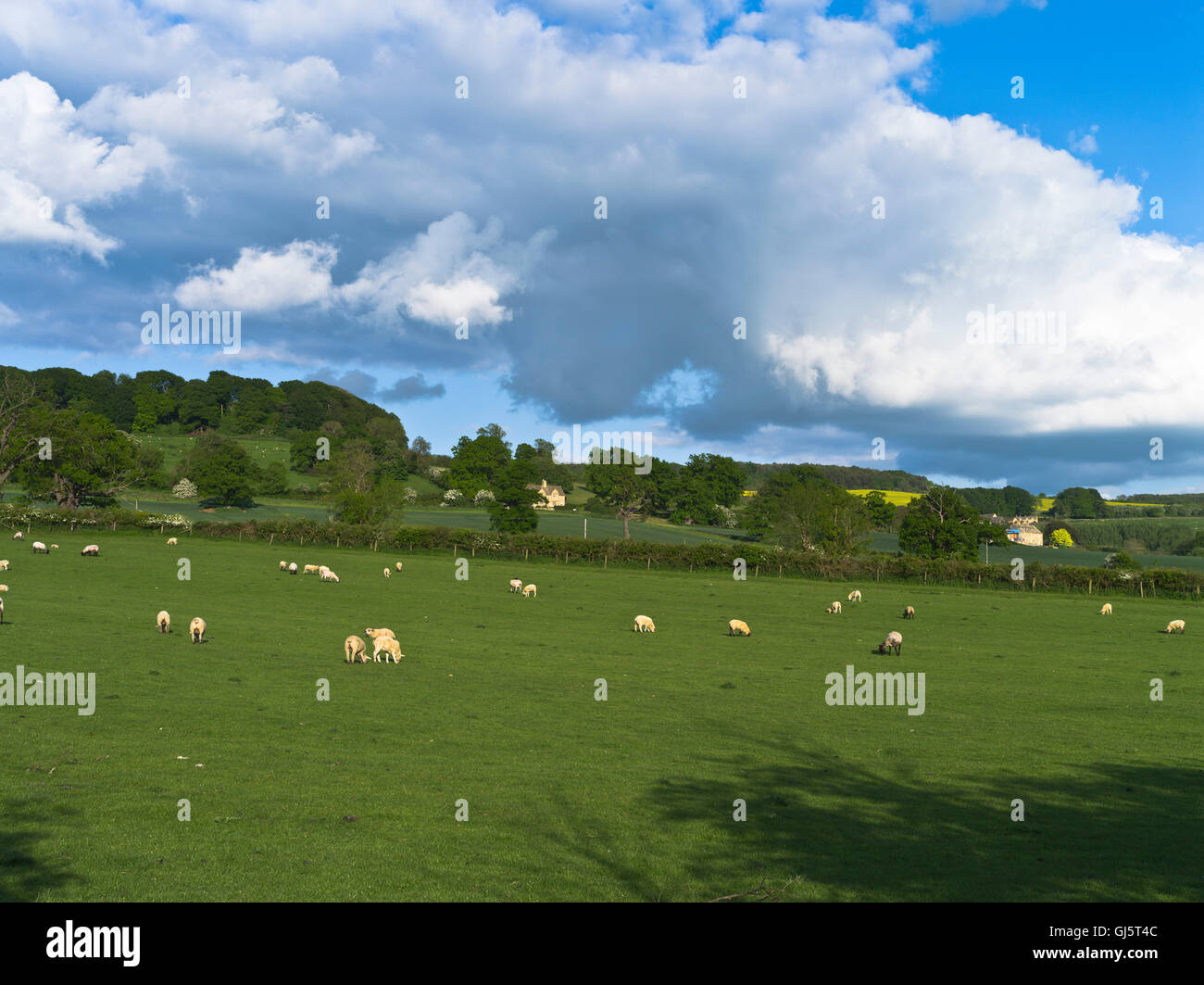 dh COTSWOLDS GLOUCESTERSHIRE Springlambs en el campo inglés paisaje campo verano ovejas corderos reino unido hierba hermosa inglaterra Foto de stock