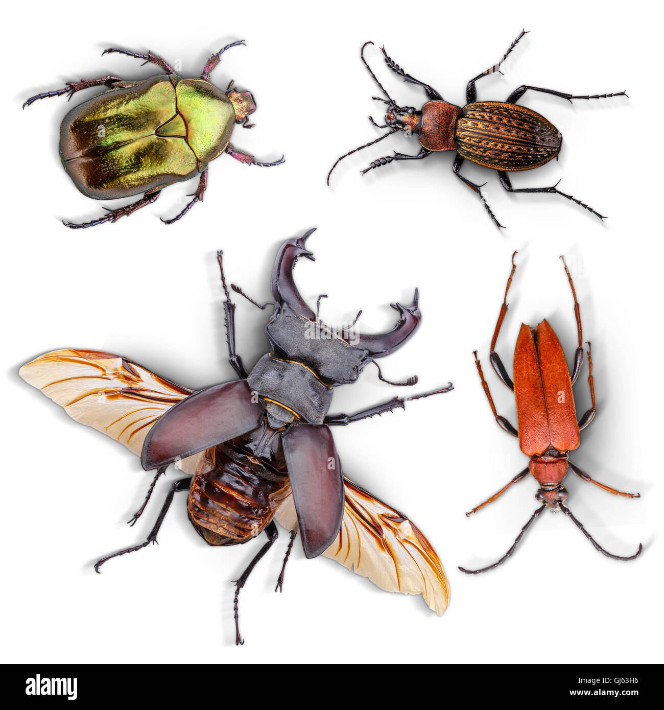 Colección de escarabajos sobre fondo blanco. Foto de stock