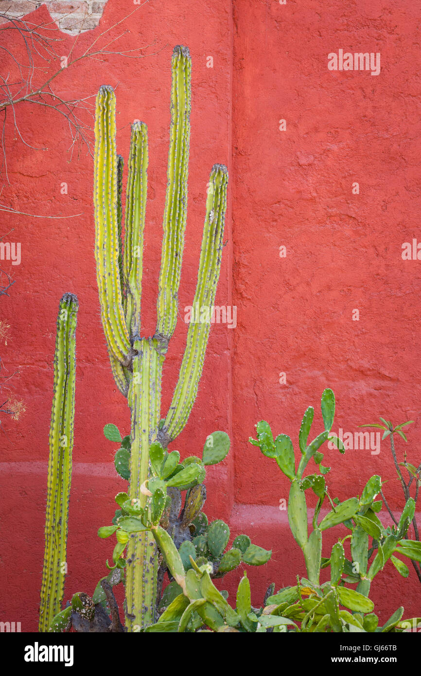 Verde cactus contra una pared roja en El Fuerte, Sinaloa, México. Foto de stock