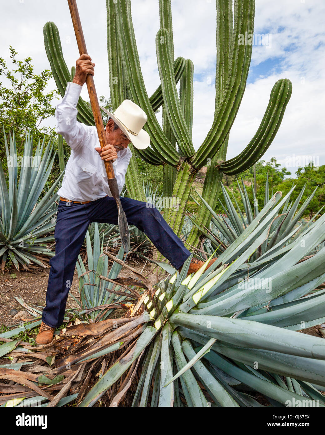 Don Quirino, un jimador, cosechas la "piña" del agave azul en la hacienda La Cofradia en Tequila, Jalisco, México. Foto de stock