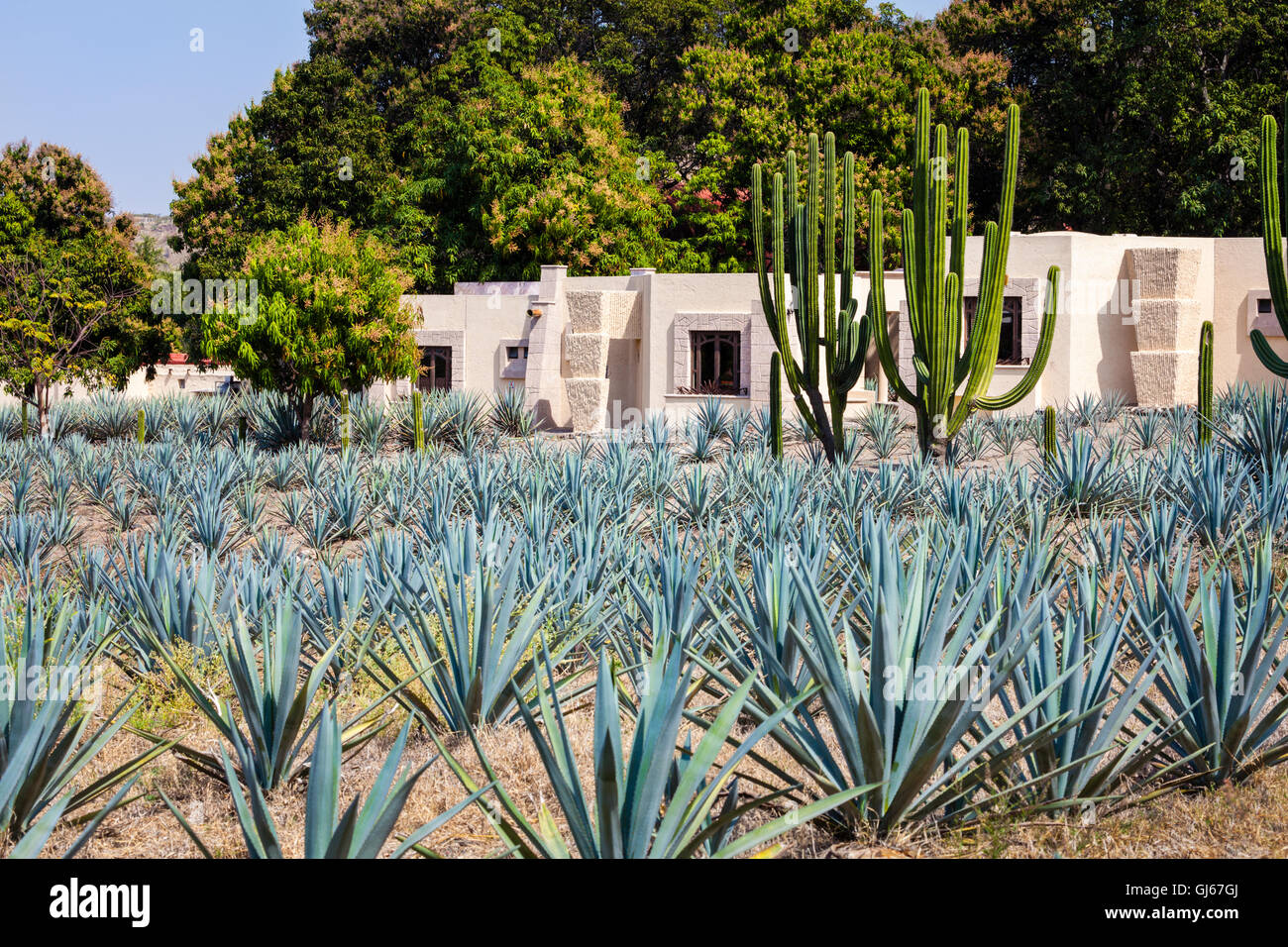 Hacienda Tequila Fotos e Imágenes de stock Alamy