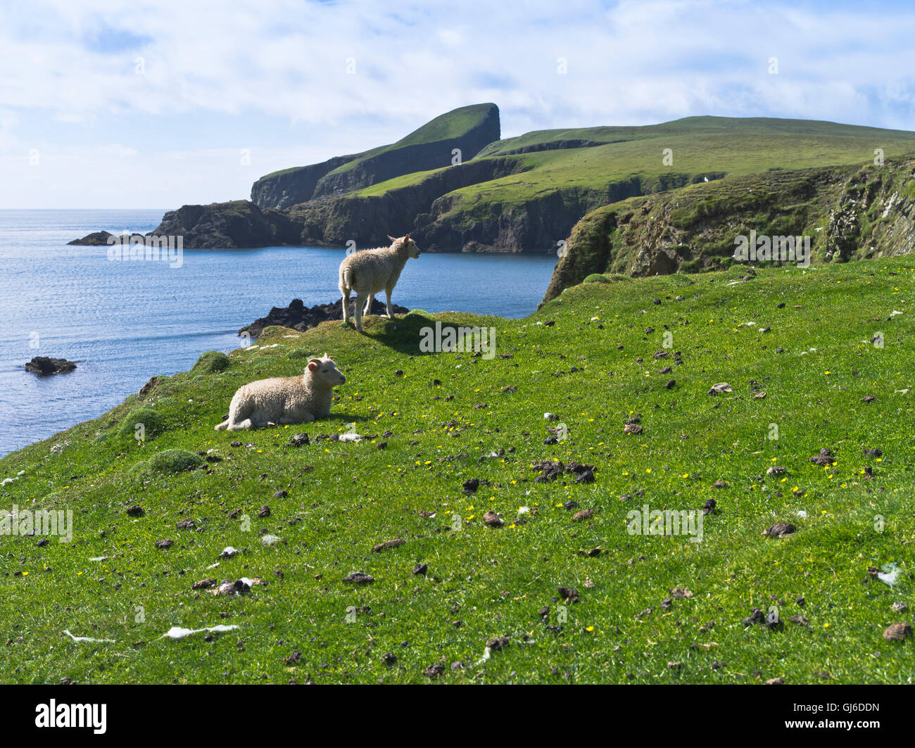 Dh Fair Isle Shetland ovejas la parte superior del acantilado litoral Bight de South Haven ovejas Rock Foto de stock