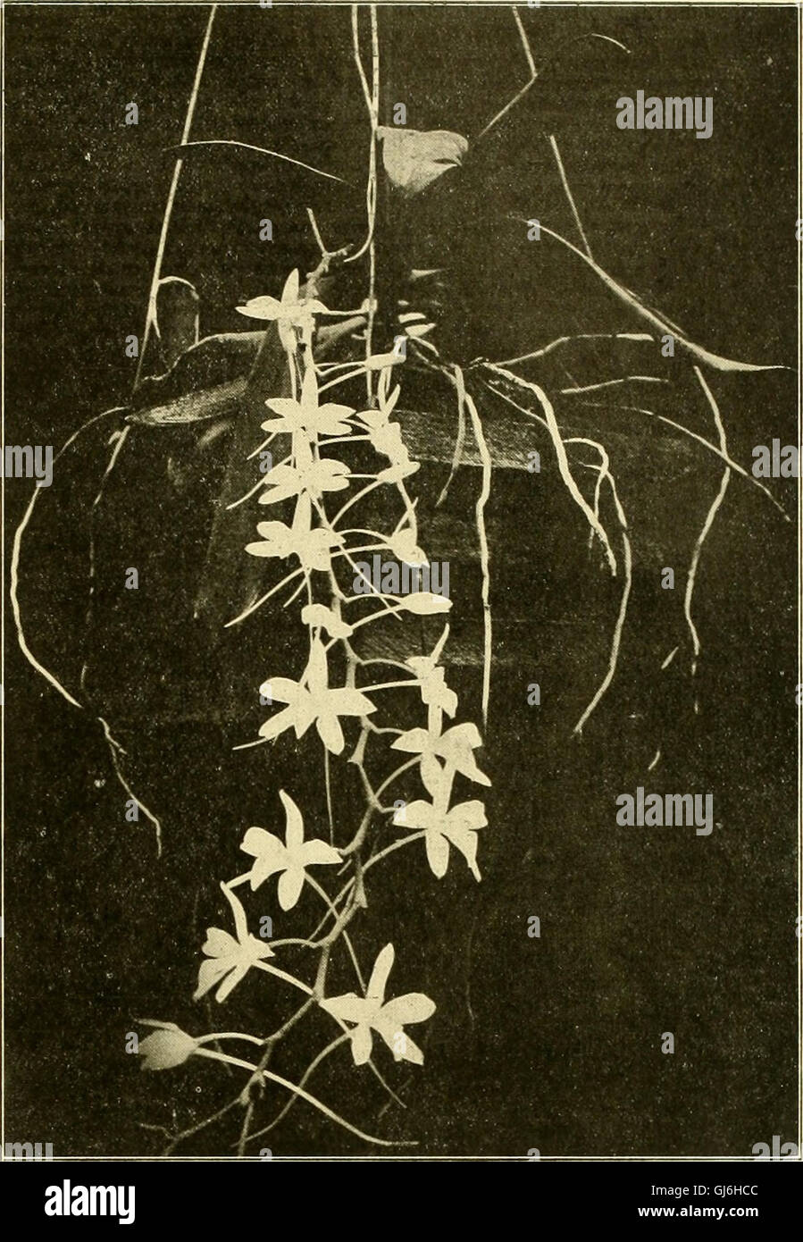 La florería americana - una revista semanal para el comercio (1904) Foto de stock