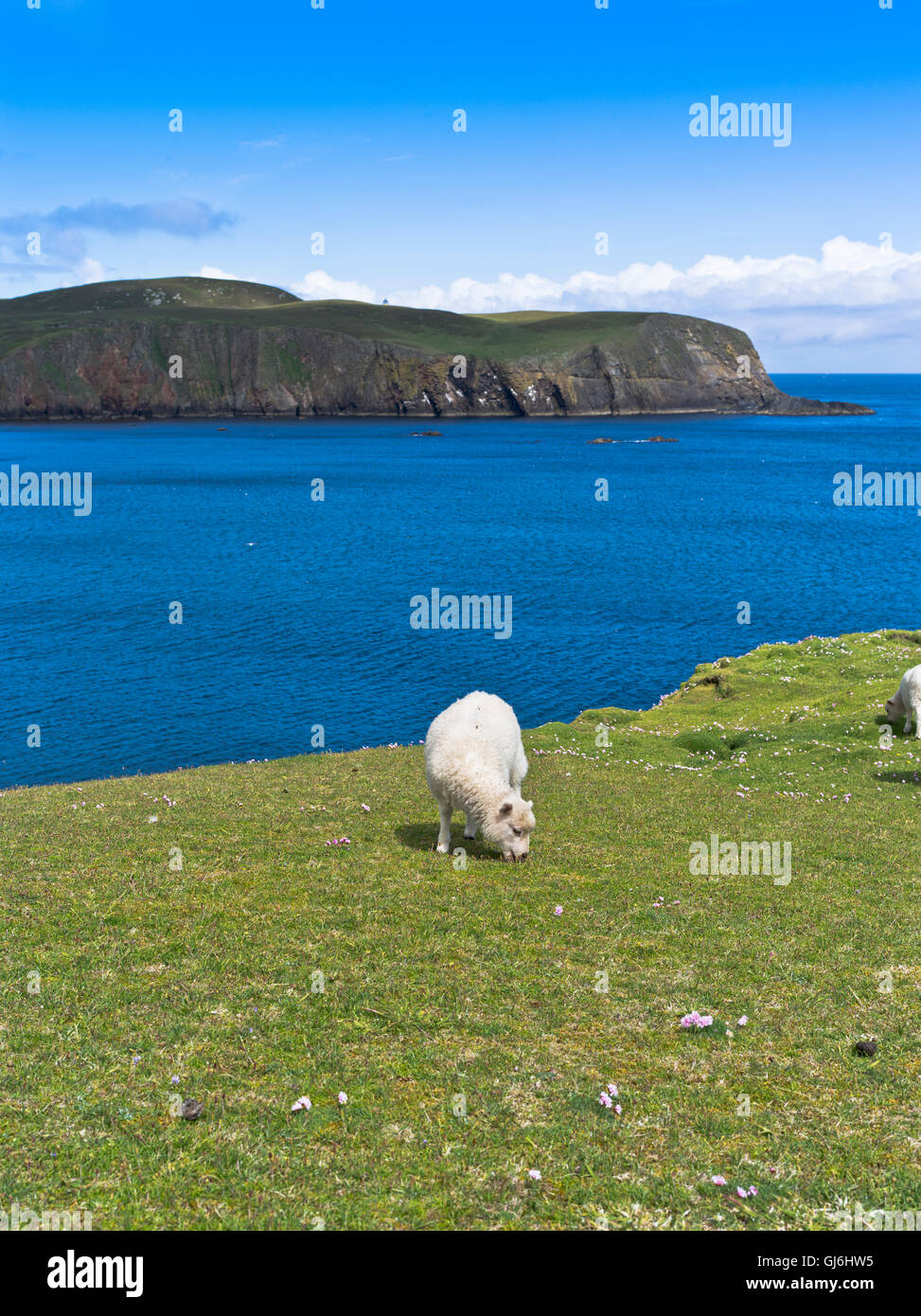 Dh Bu Ness Fair Isle Shetland oveja joven cordero pastan en el acantilado encima de bay Foto de stock